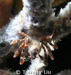 "Spider or Crab"? .. From this angle we can see something... by Tommy Liu 